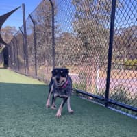 Photo of Harley Imp 1807