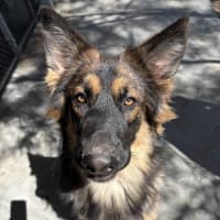 Photo of Lewie Wagger Of Tails (Frank)