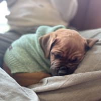 Photo of Stormy   9 Week Old American Staffy