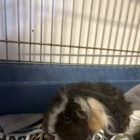 Photo of Toffee