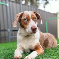 Photo of Nova