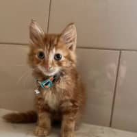 Photo of Mufasa   Located In Pakenham