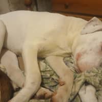 Photo of Ghost
