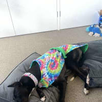 Photo of Candy, The Greyhound