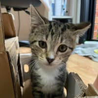 Photo of Sailor   In Foster Care In Bentleigh East