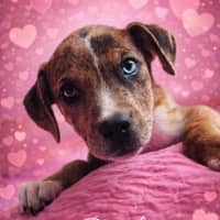 Photo of Bindi