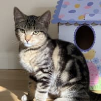 Photo of Ziggy & Bowie