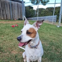Photo of Ziggy