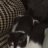 Photo of Gizmo / Molly Moo