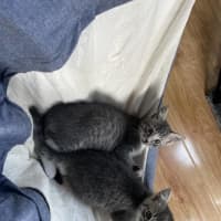 Photo of Lily   Located In Bentleigh East