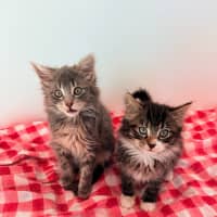 Photo of Darcy & Delilah