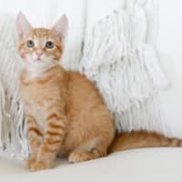 Photo of Lennon