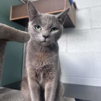 Photo of Lyra