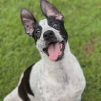 Photo of Diesel