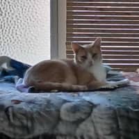 Photo of Lady Daphne* 9 Lives Project Rescue*