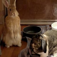 Photo of 🐰Artemis & Willow🐰   Located In Brunswick 