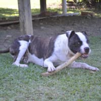 Photo of Bruno