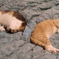 Photo of Lady Daphne* 9 Lives Project Rescue*