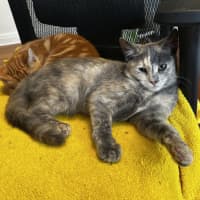 Photo of Stormy