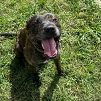 Photo of Chase (8999)