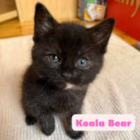 Photo of Island Kittens