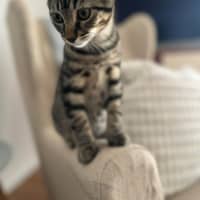 Photo of Chimney