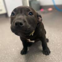 Photo of Coco