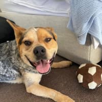 Photo of Oscar *$150 Adoption Fee*