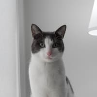 Photo of Felix The Cat!