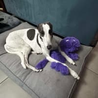 Photo of Delphi, The Greyhound 