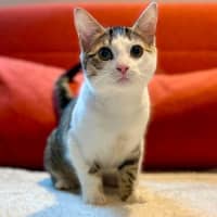Photo of Suki   In Foster Care In Brunswick East