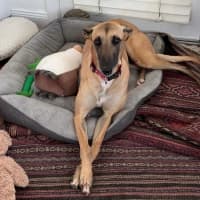 Photo of Bella, The Greyhound