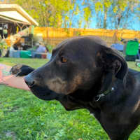 Photo of Whisky