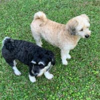 Photo of Coco And Cherry 