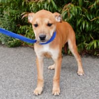 Photo of Ginger And Rodger