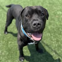 Photo of Bud Imp 3227