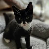 Photo of Zorro * 9 Lives Project Rescue*