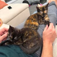 Photo of Croissant & Doughnut