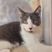 Photo of Cassidy / Cooper