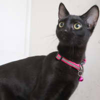 Photo of Benny   Pet Quarters Broadmeadow 