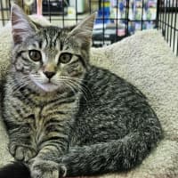 Photo of Katie *9 Lives Project Rescue*