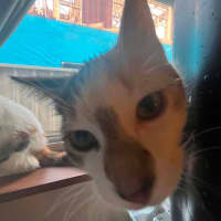 Photo of Gizmo