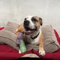 Photo of Shelby