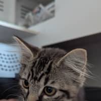 Photo of Seaberry Delight