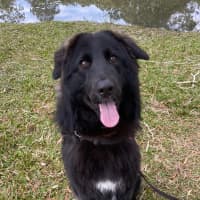 Photo of Brownie