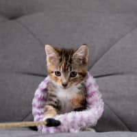 Photo of Ginger