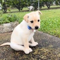 Photo of Thea   8 Week Old Staffy X Koolie (Hold)