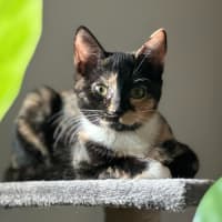 Photo of Holly & Ivy