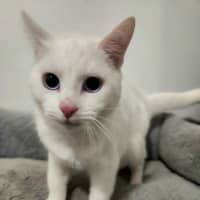 Photo of Kimba
