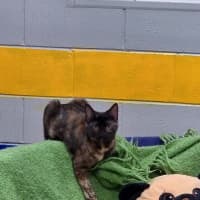 Photo of Titania